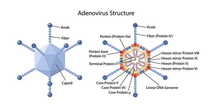 adenovirus structure