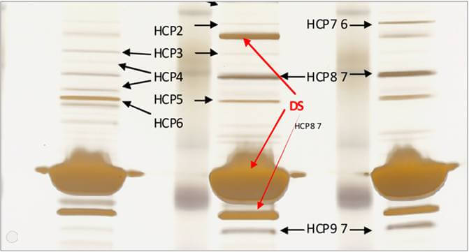 Host Cell Protein monitoring in process development