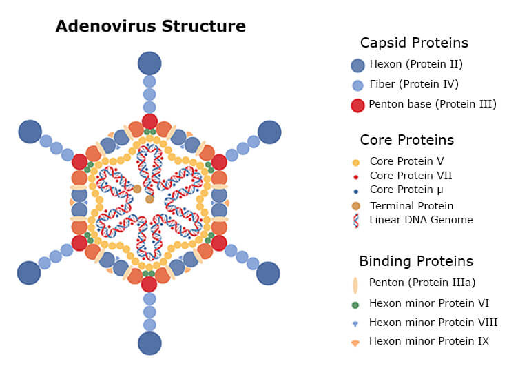Adenovirus structure and process-related impurities